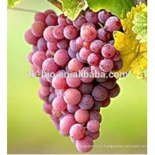 высокое качество пищевой Ресвератрол кожуры красного винограда экстракт кожи порошок